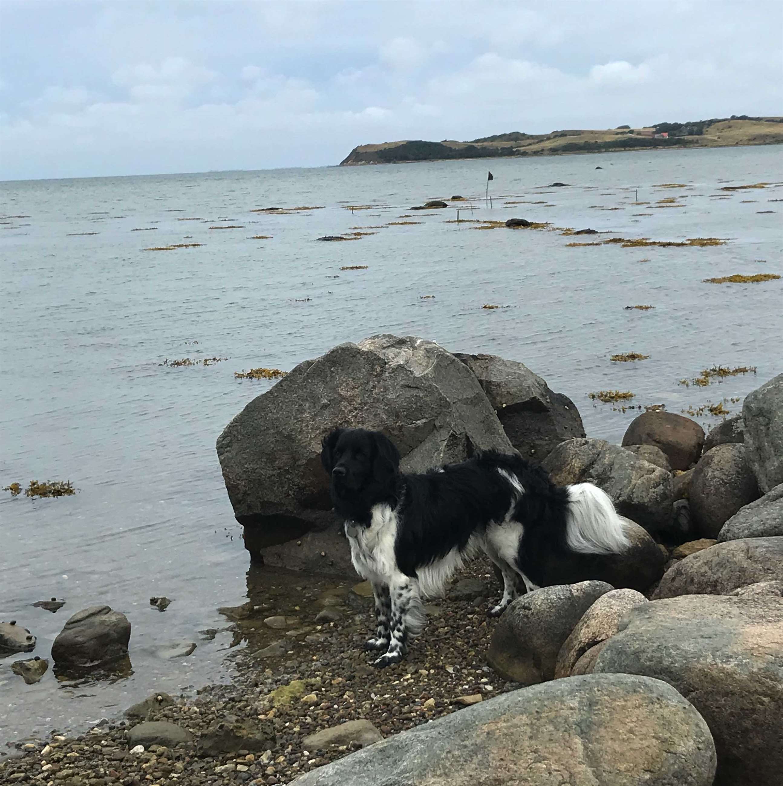 Omplacering Stabyhoun hunde i Danmark | mere